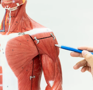Noções Básicas de Anatomia