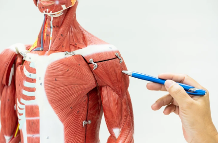 Noções Básicas de Anatomia